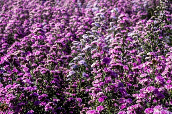 Fioletowe Kwiaty Margaryny Polu Kwiatów Których Niektóre Usychają — Zdjęcie stockowe