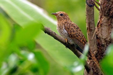 Bahçede kederli bir guguk kuşu.