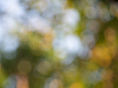 Doğal açık havada bokeh doğal arka planda bokeh sarı ve yeşil tonlarda bulanık yeşil ağaç yaprağı arka planda bokeh