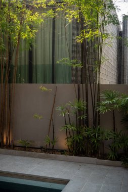 Bambu binalara süs bitkisi olarak ekilir. Yaprakları, binalar arasındaki boşluklardan geçen güneş ışığına maruz kalıyor.