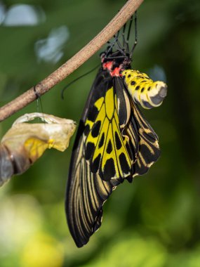 Altın bir kuş kanadı kelebeği kozasından yeni çıktı.