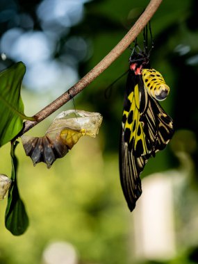 Altın bir kuş kanadı kelebeği kozasından yeni çıktı.