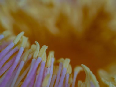 Yakın plan, Gustavia Gracilima çiçeğinin polenini gösteriyor.