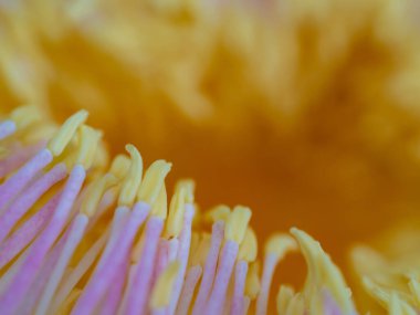 Yakın plan, Gustavia Gracilima çiçeğinin polenini gösteriyor.