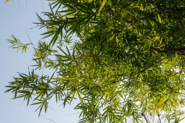 Bambu binalara süs bitkisi olarak ekilir. Yaprakları, binalar arasındaki boşluklardan geçen güneş ışığına maruz kalıyor.