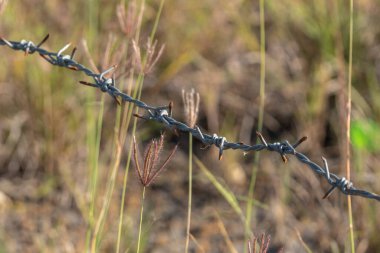 Paslı dikenli teller keskin ve saldırgandır.