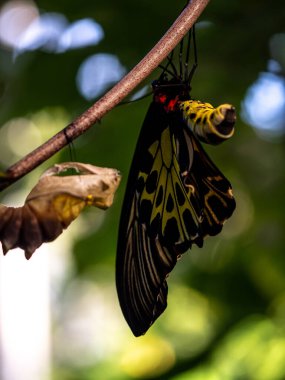 Altın bir kuş kanadı kelebeği kozasından yeni çıktı.