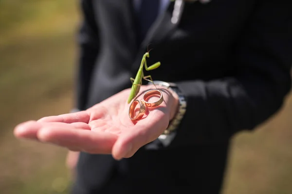 Primer plano de saltamontes en la mano del hombre con anillos de boda —  Fotos de Stock