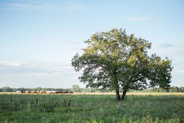 Landschaft auf dem Land lizenzfreie Stockfotos