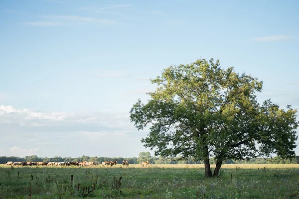 Blick auf grüne Landschaft mit grasenden Tieren Stockbild