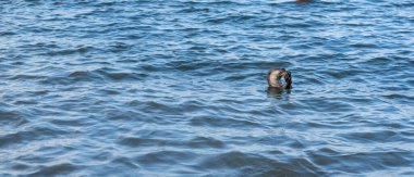 Pürüzsüz Otter (Lutrogale perspicillata). etobur, suda yaşayan, memeli. Nehirde yüzmek, balık yemek. Singapur.