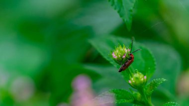 Küçük turuncu (kabak böceği, kabak böceği, kabak böceği) yeşil yaprak üzerinde bulanık bir arka planda yürüyen böcek.