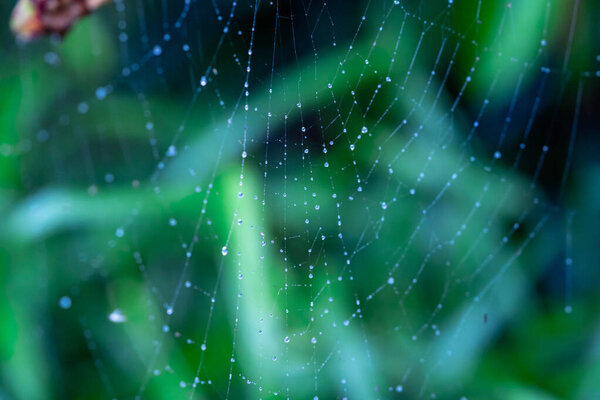 Closeup of beautiful lace of spider web covered by morning dew drops against blurry green background