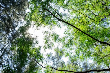 Baharda ağaçların arasından parlayan parlak güneşli güzel bir orman. Singapur yeşil ormanı