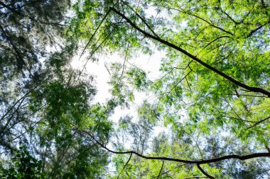Baharda ağaçların arasından parlayan parlak güneşli güzel bir orman. Singapur yeşil ormanı