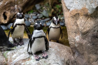 Kumlu sahildeki Afrika pengueni. Afrika pengueni (Spheniscus demersus) ayrıca eşek pengueni ve siyah ayaklı penguen olarak da bilinir.
