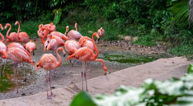 Jurong Kuş Parkı Singapur 'daki bir gölette Pembe Karayip flamingo sürüsü.