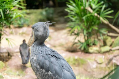 Balina başlı ya da ayakkabı gagalı leylek olarak da bilinen Balaeniceps rex, leylek benzeri çok büyük bir kuştur. Adını büyük ayakkabı şeklindeki gagasından alır..