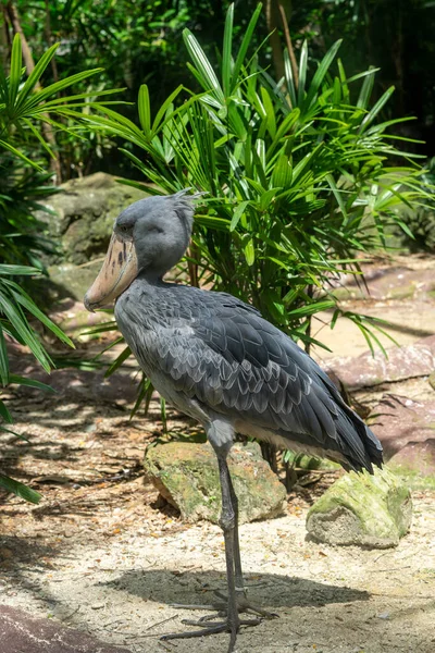 Shoebill Balaeniceps Rex Czy Shoe Billed Bocian Majestatyczny Ptak Mokradłach — Zdjęcie stockowe