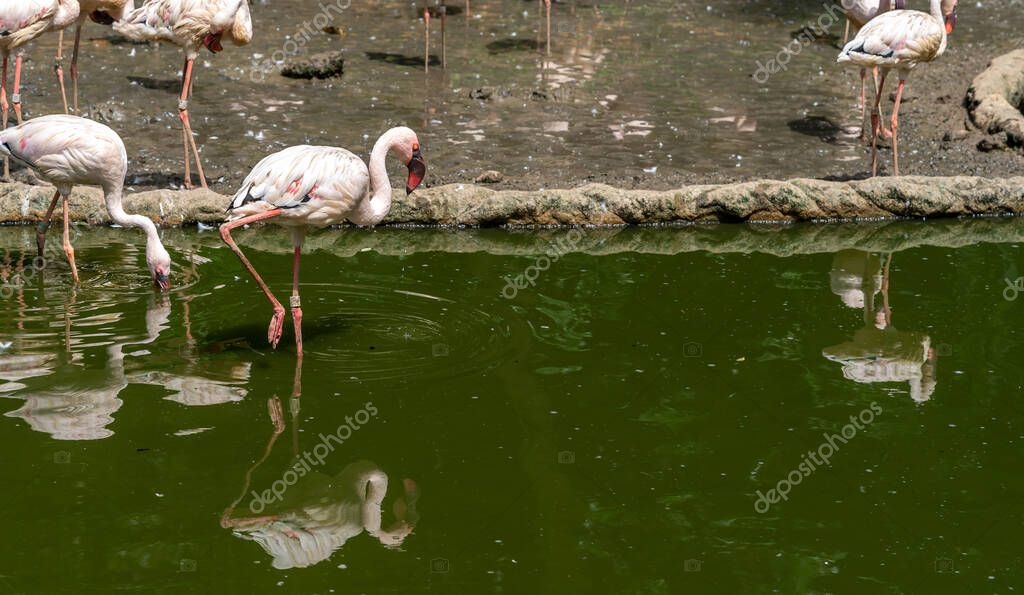 Flamingo aves zancudas en el agua en Jurong Bird Park Singapur 2022