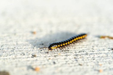 Çiftleşen kırkayak, kırkayak yerde yürüyor.