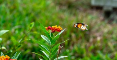 Bulanık Uçan Dağ Kaplanı veya Afrika kral kelebeği (Danaus chrysippus) sarı ve kırmızı çiçek habitat arka planında. Güzel Kelebek Portresi