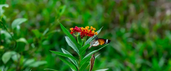 白虎或非洲帝王蝶 Danaus Chrysippus 在黄花及红花栖息地背景下的身躯 美丽的蝴蝶肖像回来了 — 图库照片