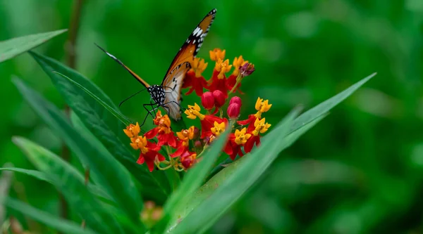 平原虎或非洲帝王蝶 Danaus Chrysippus 的宏观照片 背景为黄色和红色 美丽的蝴蝶肖像回来了 — 图库照片