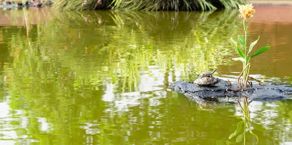 Baby Turtle Riding Mommy Turtles Back Mother Child Turtle Baby — Stock Photo, Image