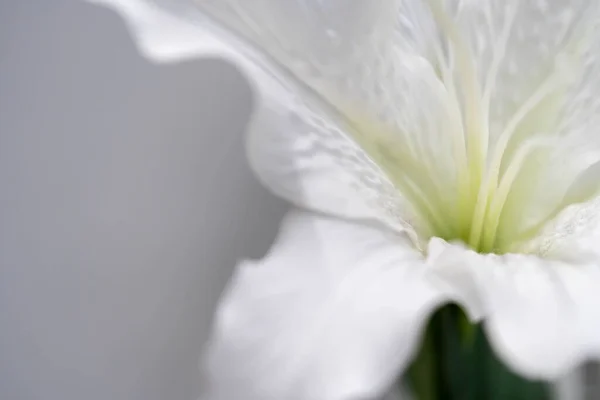 Macro Fiore Bianco Primo Piano Colpo Fiori Bianchi Con Sfondo — Foto Stock