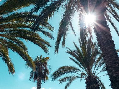 Güneş arkadaki gökyüzünde yansımaları olan tropikal palmiye ağaçlarının arasından parlıyor.