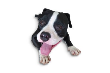 Beyaz arka planda kırpma yolu olan Amerikalı zorba köpek yavrusu.