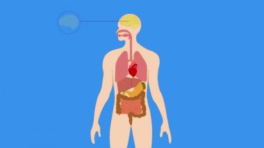 İnsan organlarının animasyonu iç diyagram, insan iç organları, beyin, kalp, akciğerler, karaciğer, mide, bağırsak