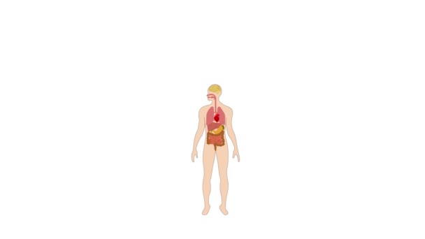 Animering Mänskliga Organ Inre Diagram Kroppen Mänskliga Inre Organ Hjärna — Stockvideo