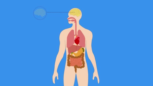 Animación Órganos Humanos Diagrama Interno Cuerpo Órganos Internos Humanos Cerebro — Vídeo de stock