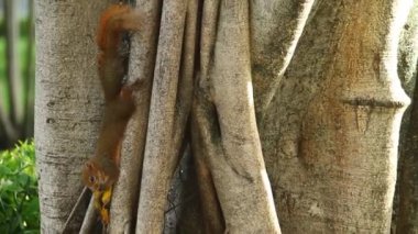 Zaman Hızı - Hareketli bulut