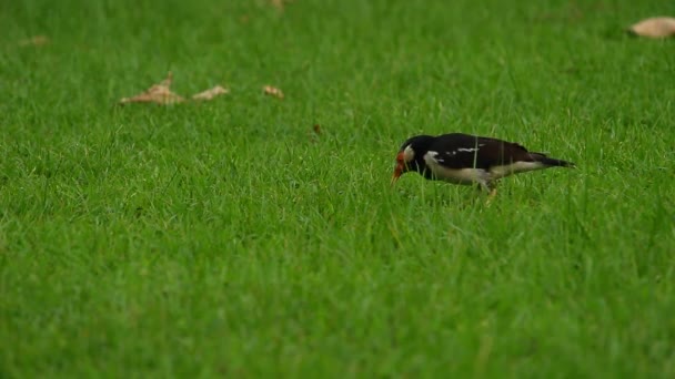 Burung Burung Taman — Stok Video