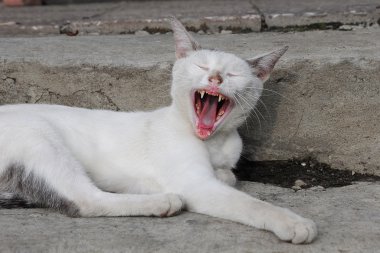 Bahar şarkıları kedi.