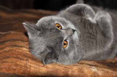 Kedi nirvana. Meditasyon Mortimer adında bir kedisi