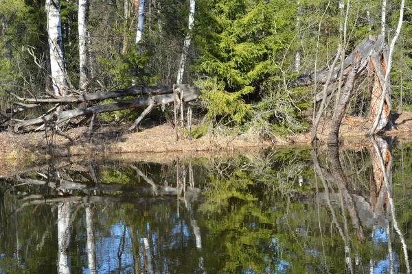 Frühling auf dem Fluss — Stockfoto