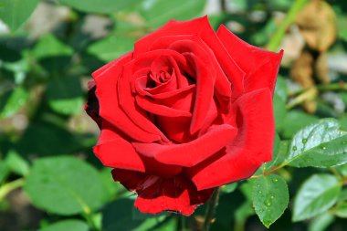 Kırmızı kadife gül