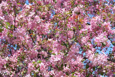 elma ağaçlarının çiçeklenme ilkbahar