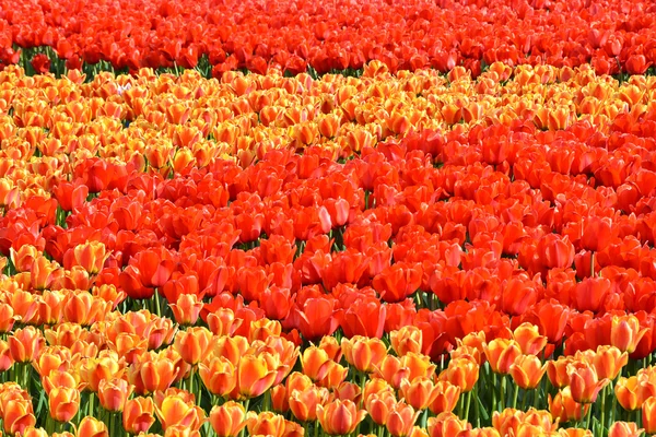 Tapete de tulipas — Fotografia de Stock