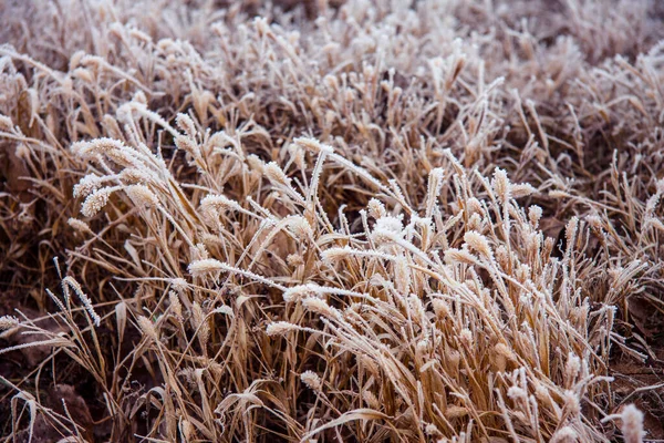 Winterpastellandschap. IJzige grassen. Witte sneeuwkristallen — Stockfoto