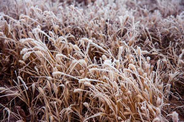 Paisagem pastel inverno. Gramíneas geladas. Cristais brancos de neve — Fotografia de Stock