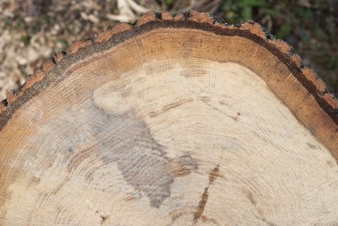 Taze yaprak döken ağaçların büyüme yüzük, doku, işaretleri ile kesmek