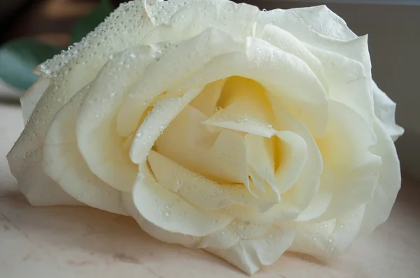 Biała róża z rosą — Zdjęcie stockowe