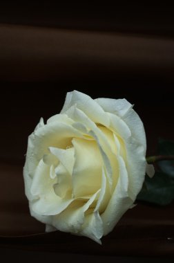 Çiy taneli beyaz gül