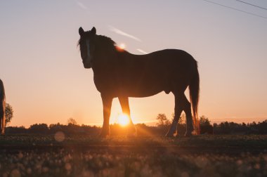 bir çayır otlayan atlar 