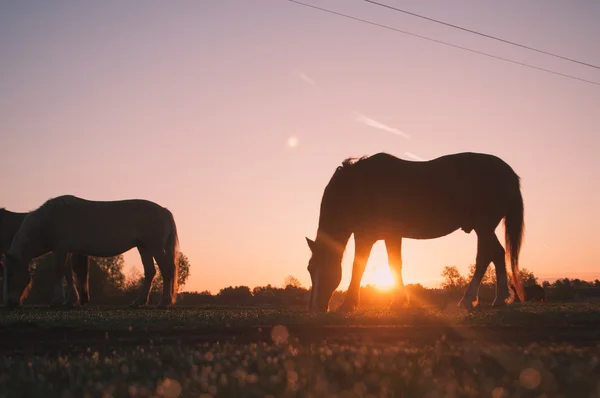 Caballos pastando en un prado — Foto de Stock